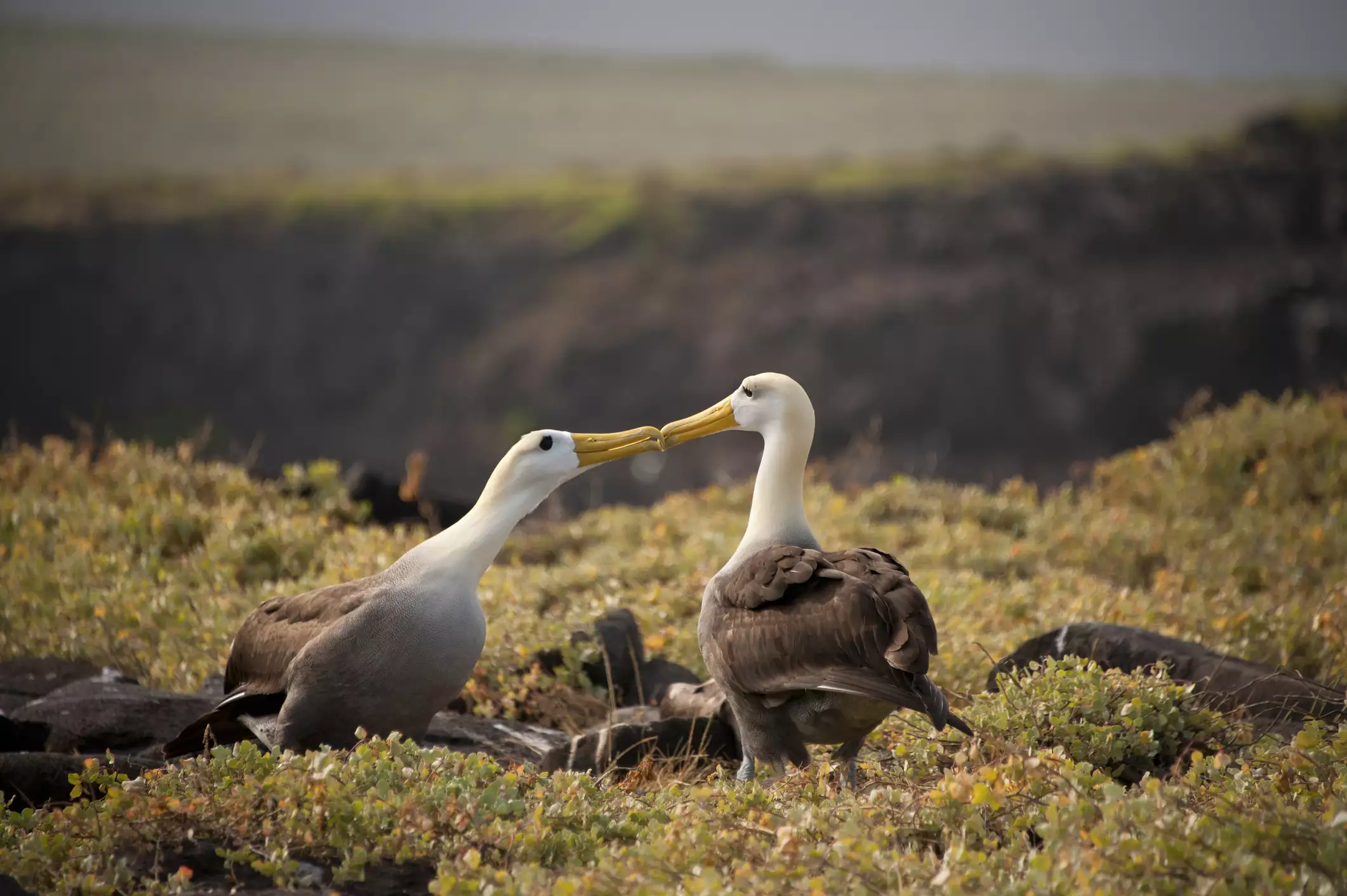 Два альбатроса исполняют танец ухаживания