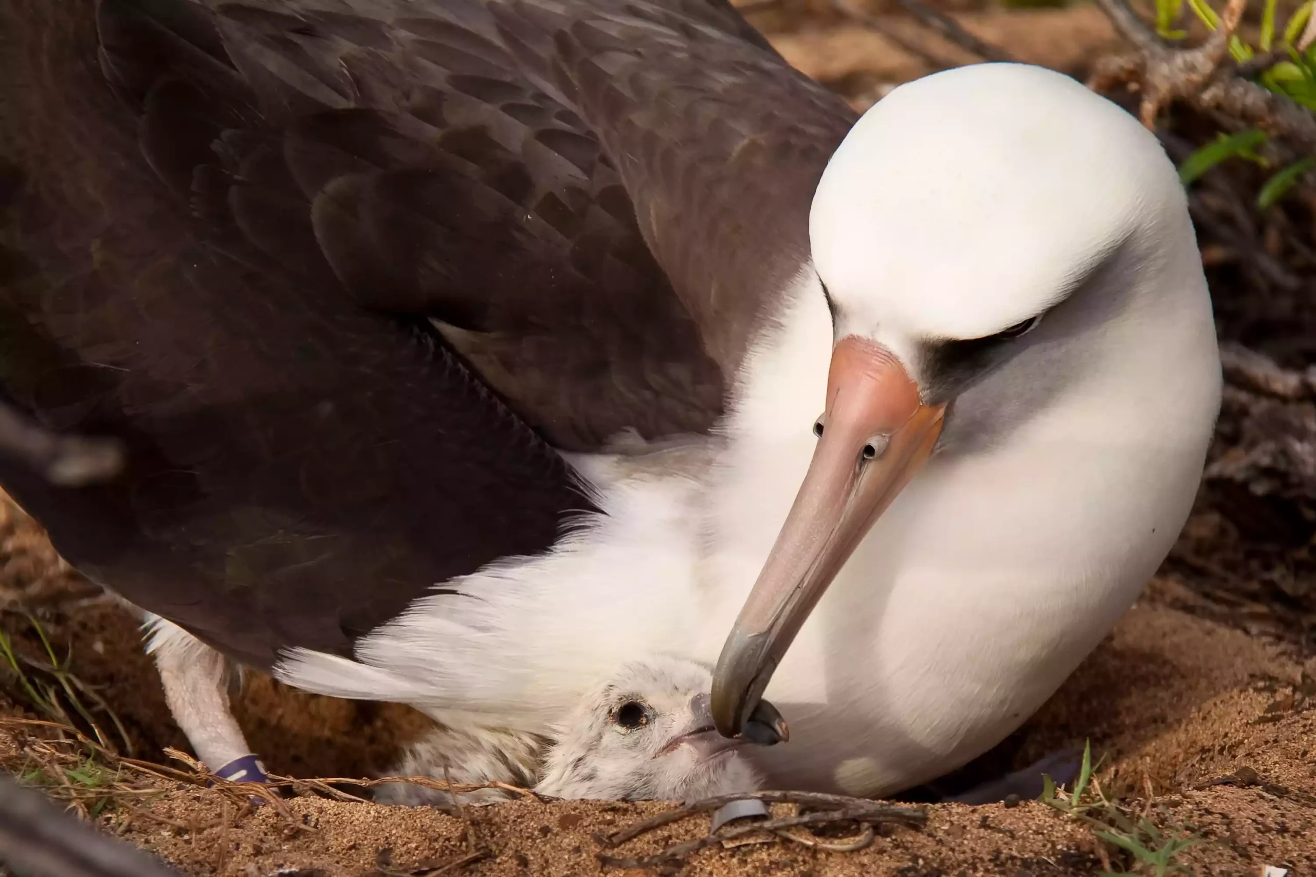 Мать и птенец альбатроса на острове Оаху, Гавайи