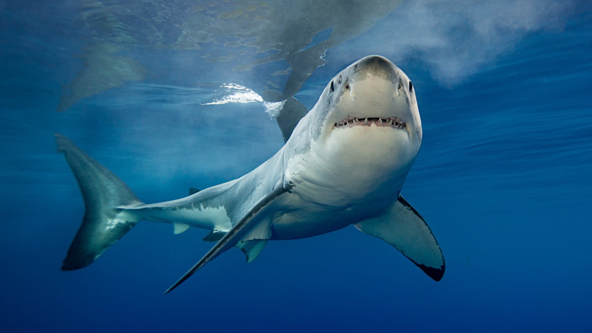 Большая белая акула смотрит прямо в камеру
