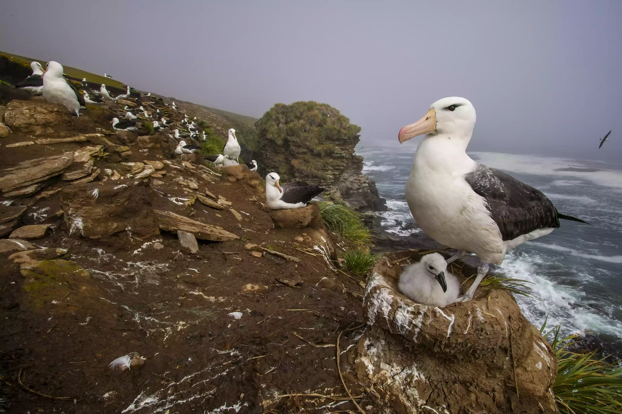 Чернобровые альбатросы вдоль береговой линии с птенцами