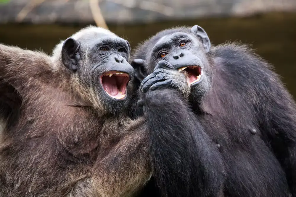 Два шимпанзе сидят рядом и держатся за руки