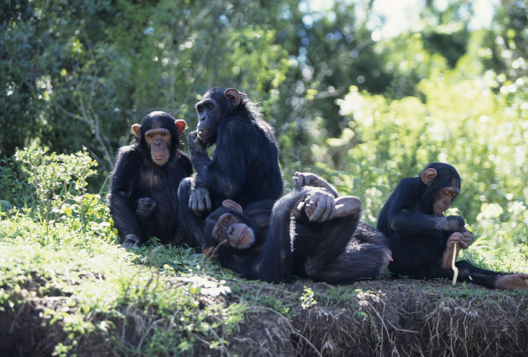 Группа шимпанзе сидит и лежит в тени