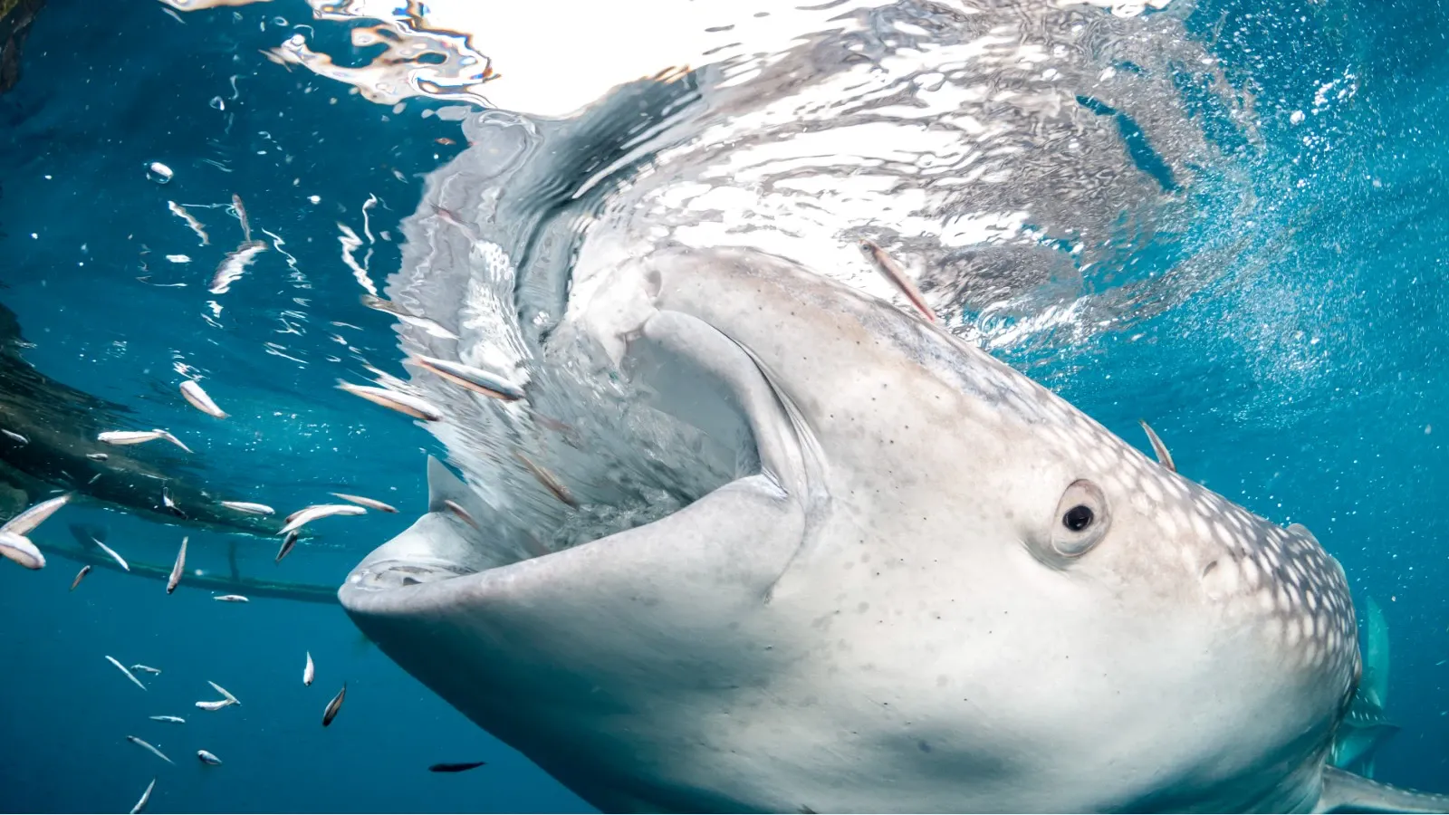 Крупный план кормления китовой акулы в заливе Чендравасих