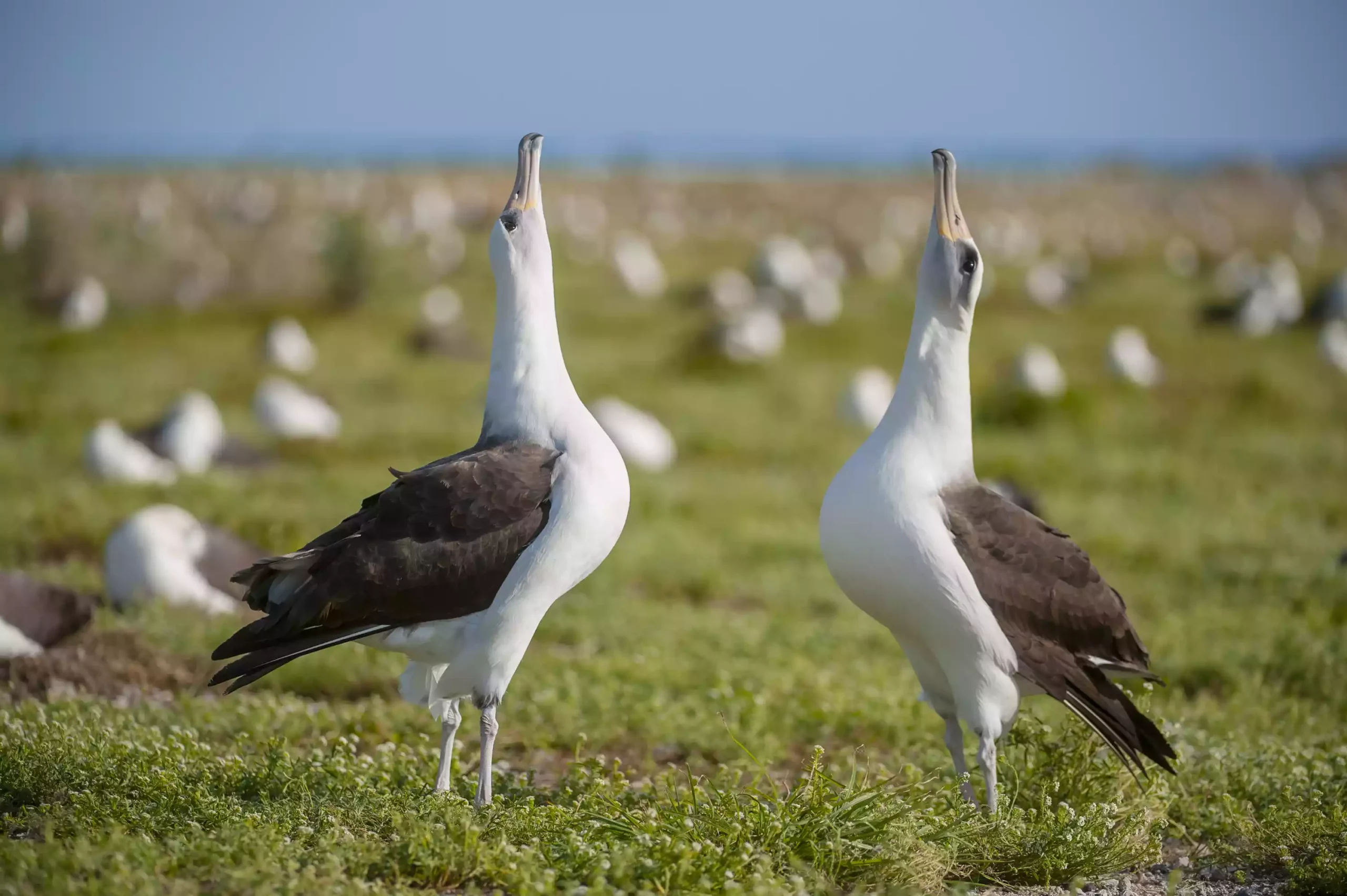Темноспинные альбатросы исполняют брачный танец