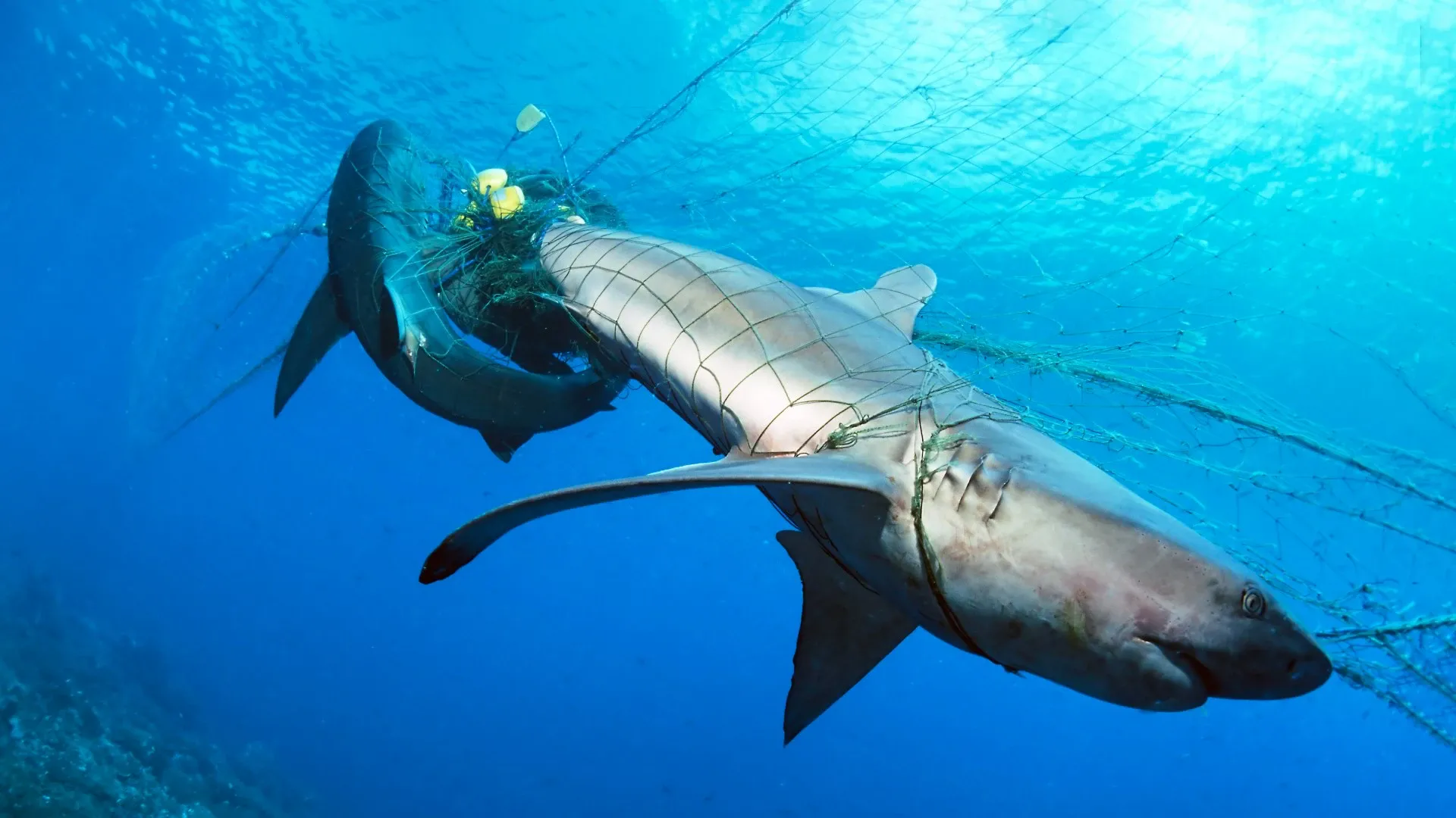 Две мертвые галапагосские акулы (Carcharhinus galapagensis) попали в рыболовную сеть