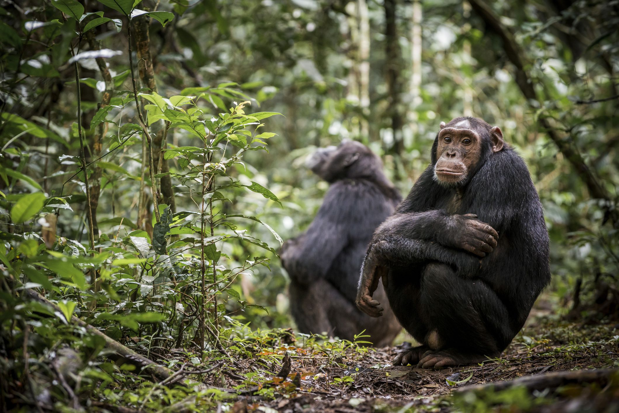 Шимпанзе в национальном парке Кибале, Уганда