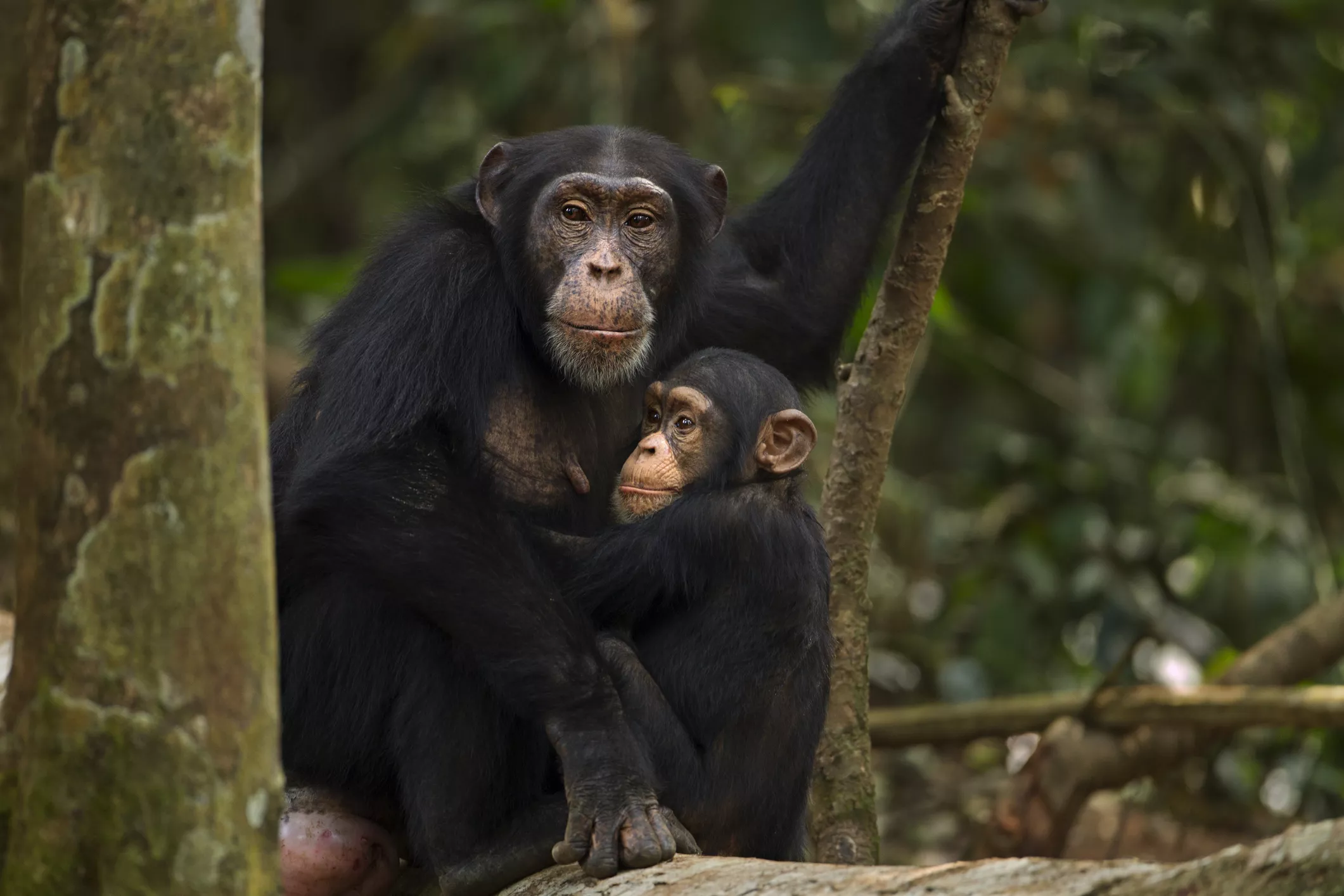Самка западного шимпанзе с детенышем в лесу Боссу, Мон-Нимба, Гвинея