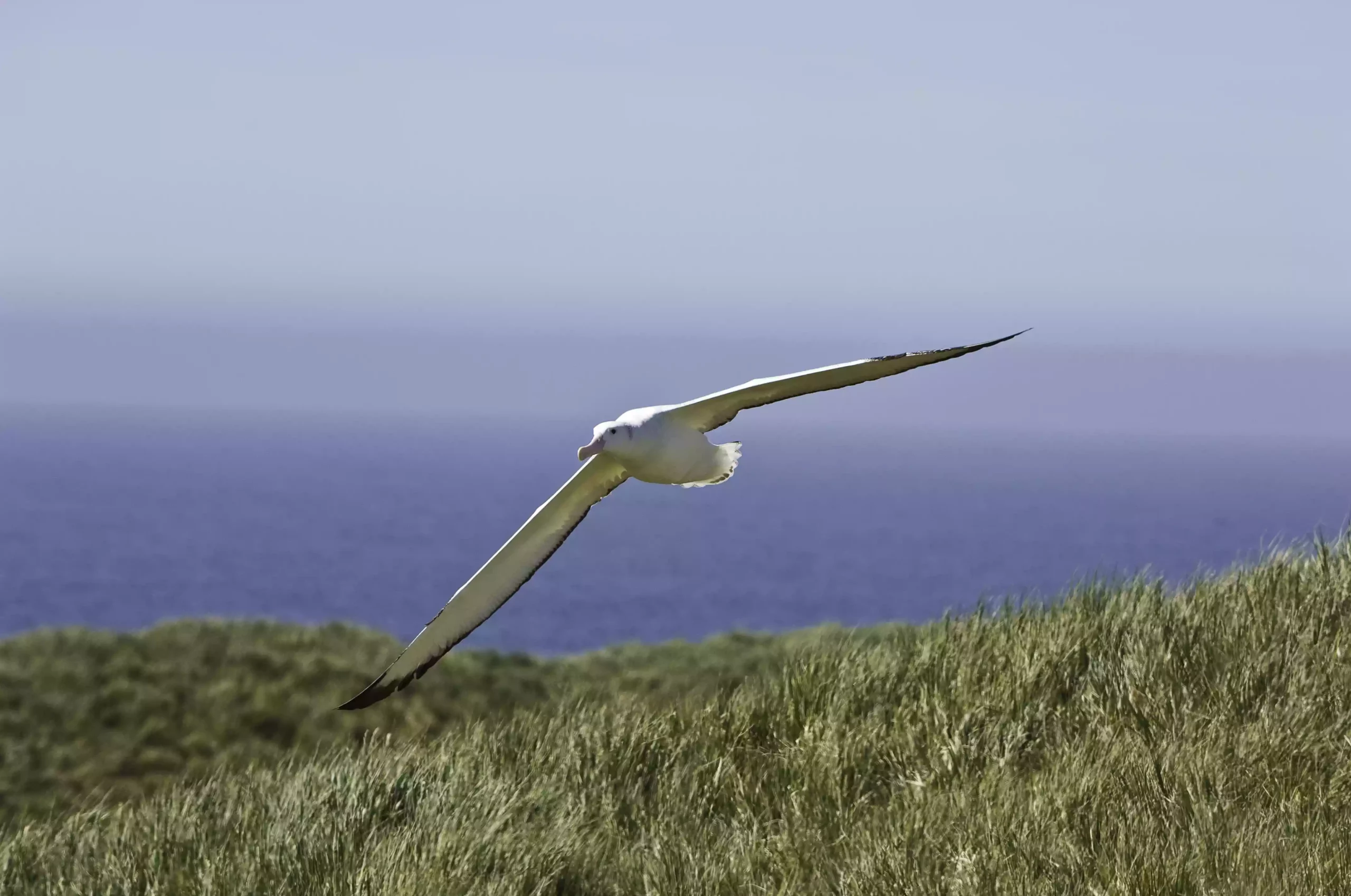 Странствующий альбатрос (Diomedea exulans)