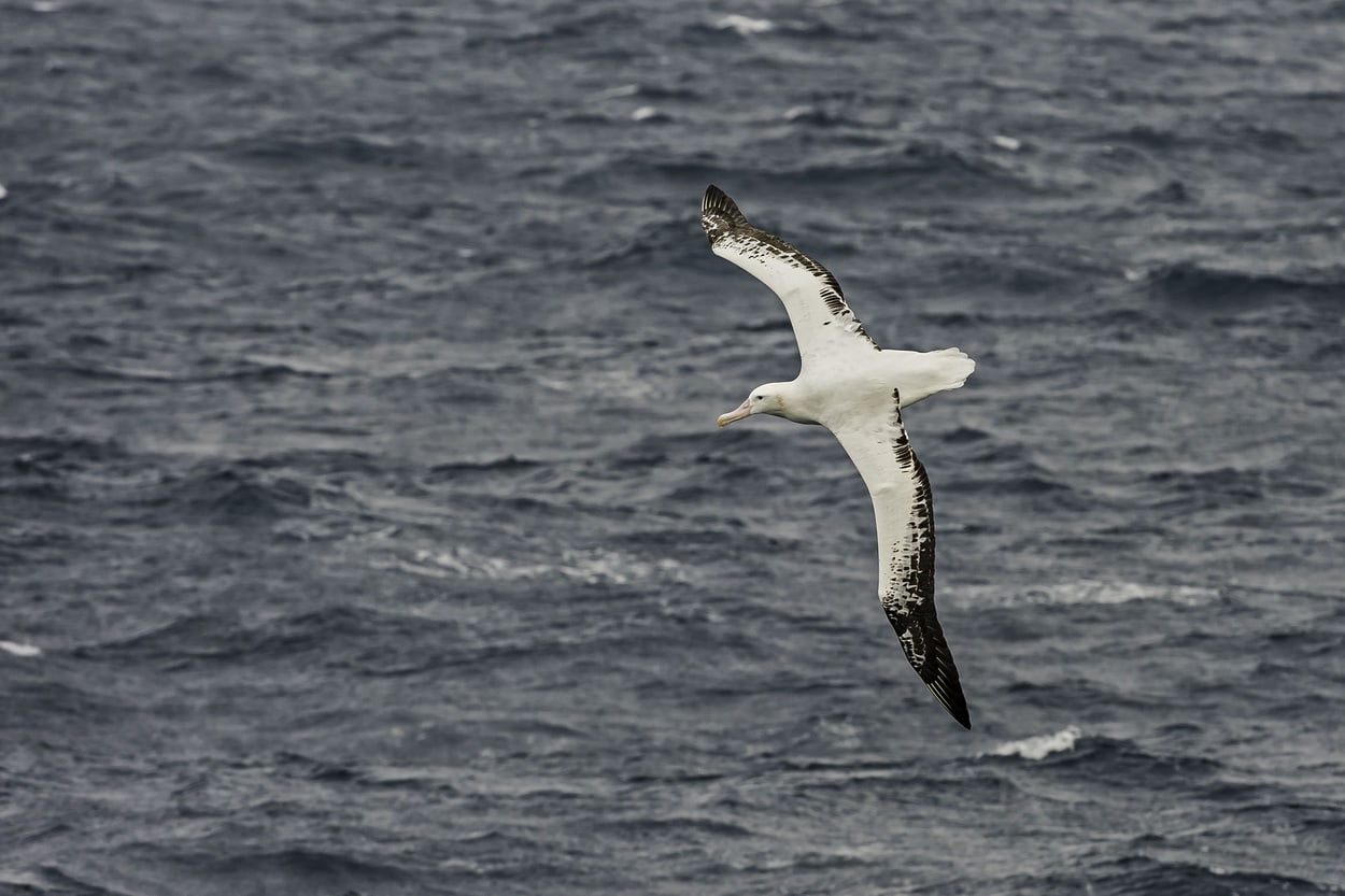Белый альбатрос с черными кончиками крыльев летит над океаном