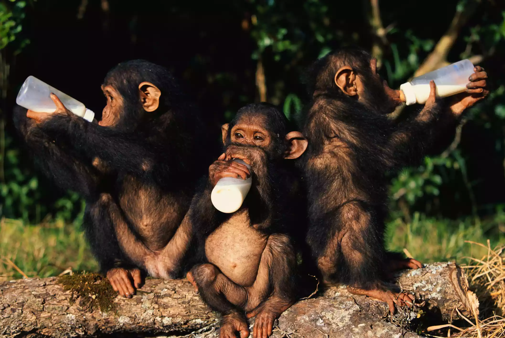 Детеныши шимпанзе в приюте для шимпанзе Чимфунши