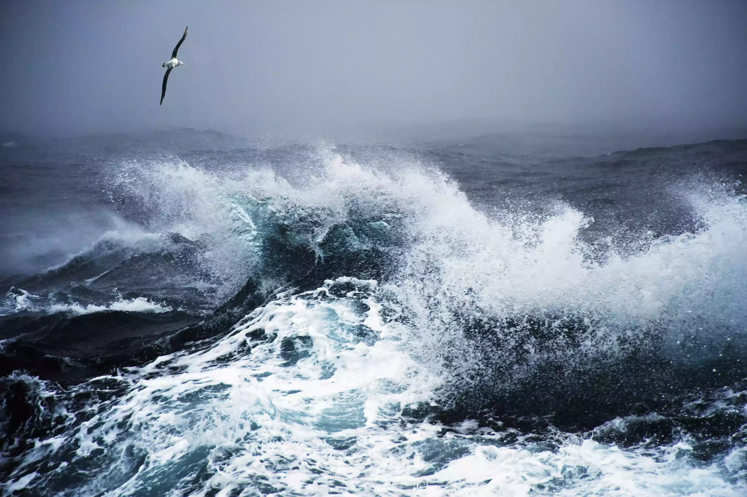 Странствующий альбатрос летит над бурным морем в Проливе Дрейка