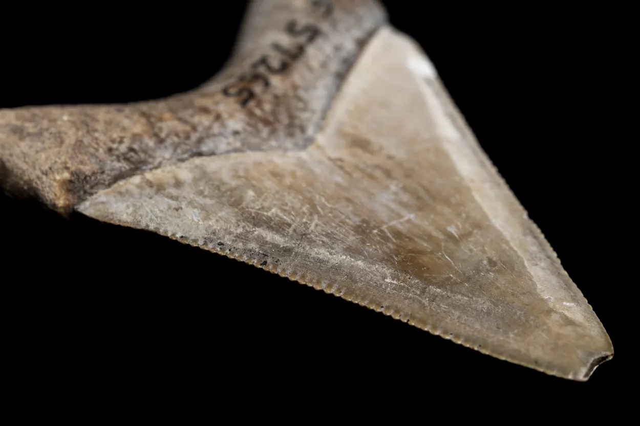 У мегалодона были ножевидные зубы, которыми можно было резать мясистую добычу