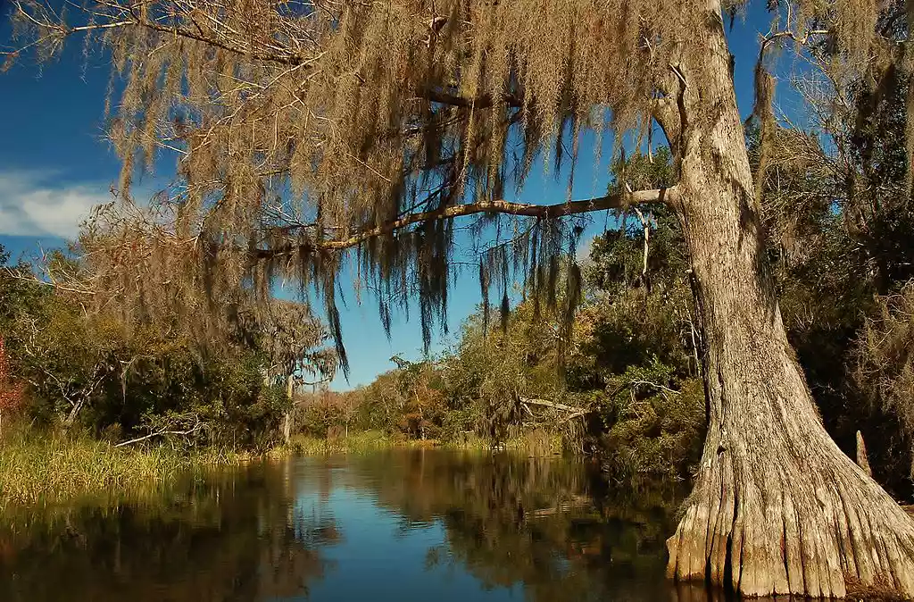 Болотный кипарис с испанским мхом на реке Вацисса, Флорида, США