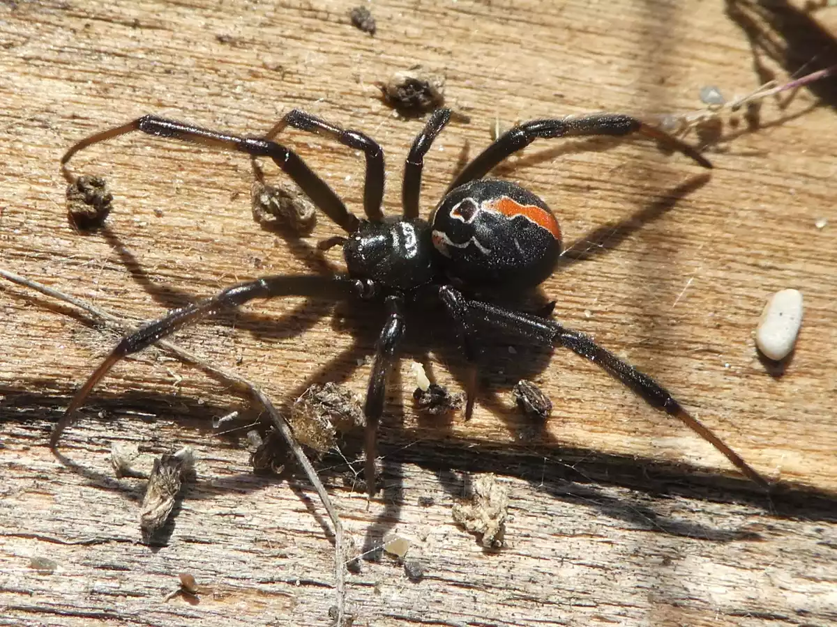 Длинноногий черноногий паук катипо с характерным красным пятном на теле