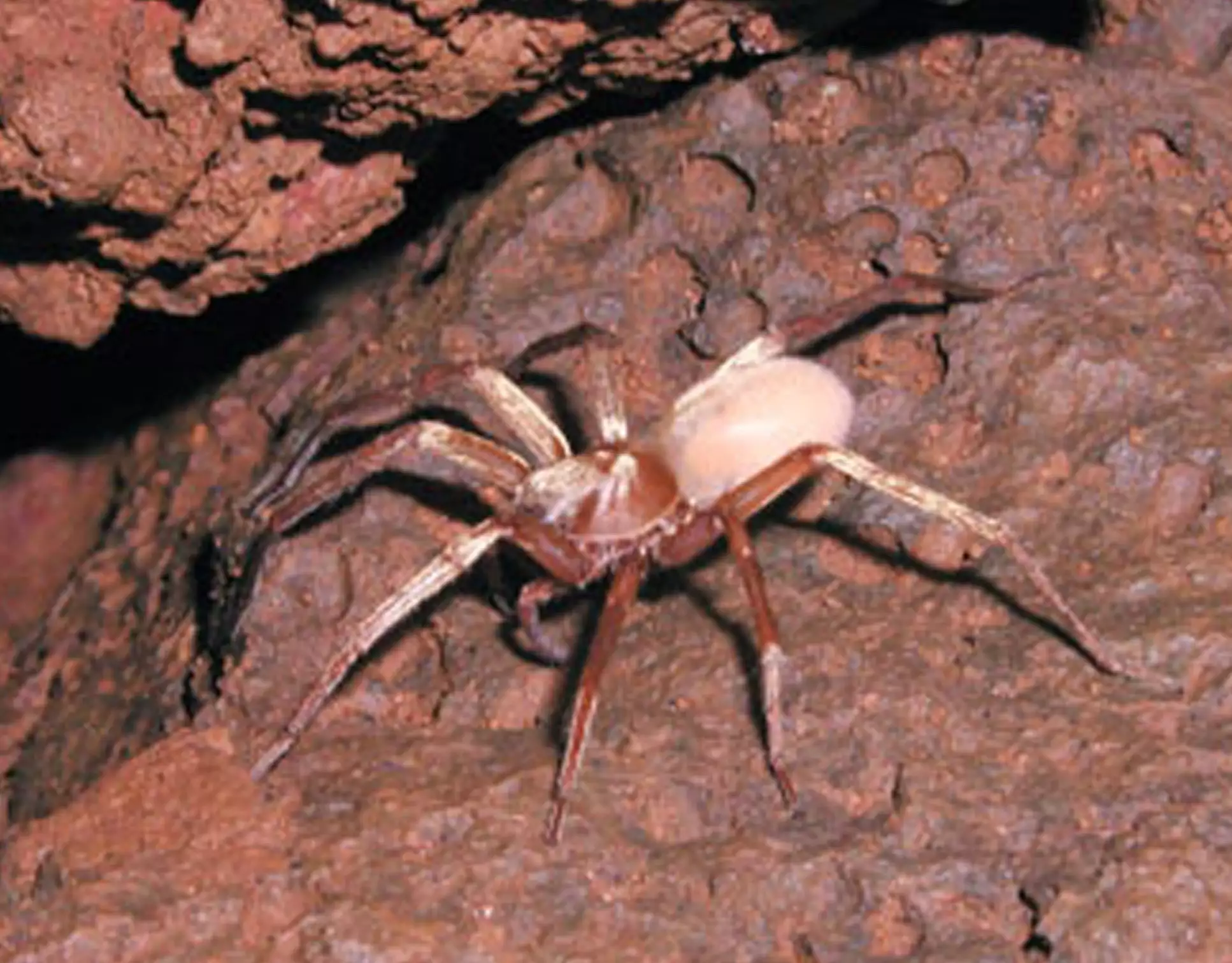 Пещерный паук-волк Кауаи (Adelocosa anops) на поверхности красной скалы