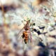 9 Жутких вымирающих насекомых, которых не следует давить