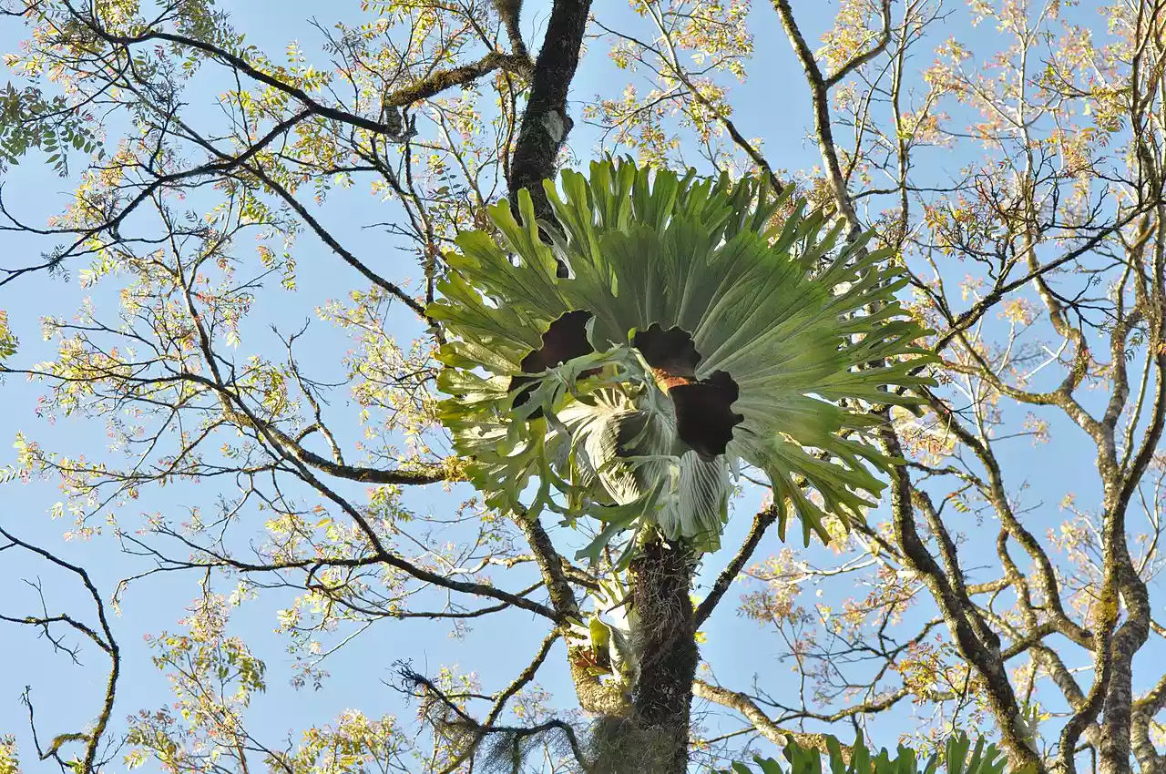 Платицериум расцветает на дереве в Новом Южном Уэльсе