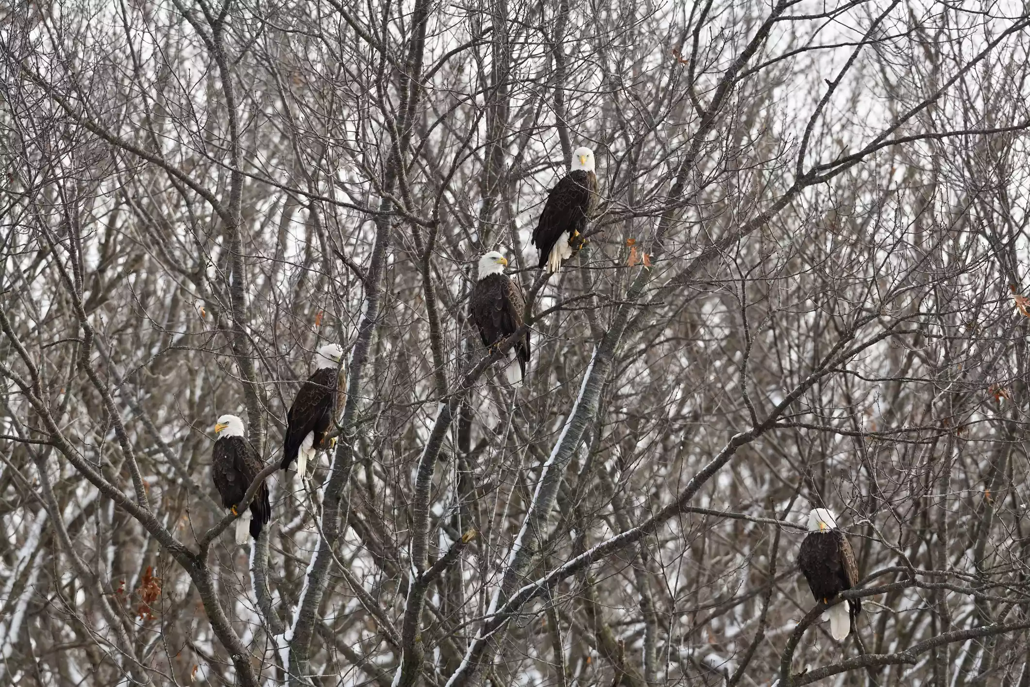 Пять белоголовых орланов сидят на заснеженном дереве