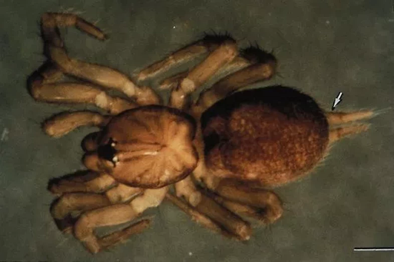 Образец паука Microhexura montivaga на плоской поверхности