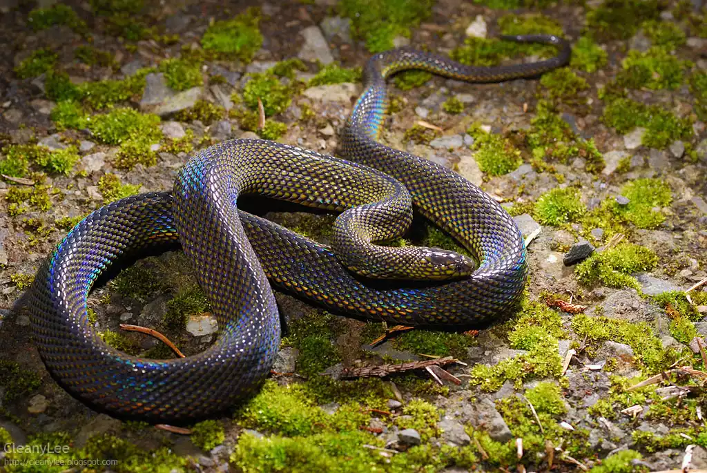 Тайваньская роющая змея на мшистой земле, переливающаяся под светом