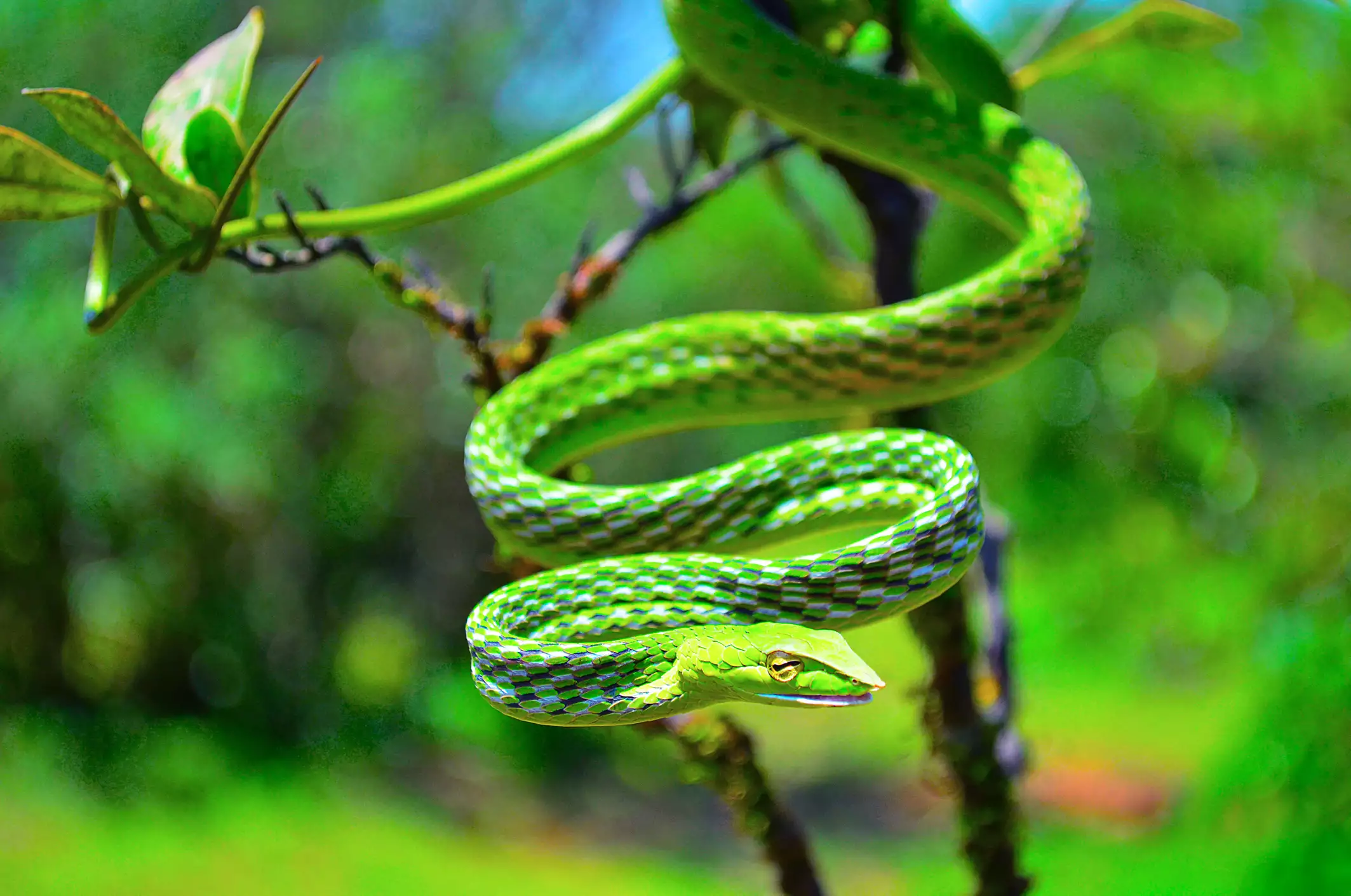 Зеленая змея в кривой форме, свисающая с лозы в лесу