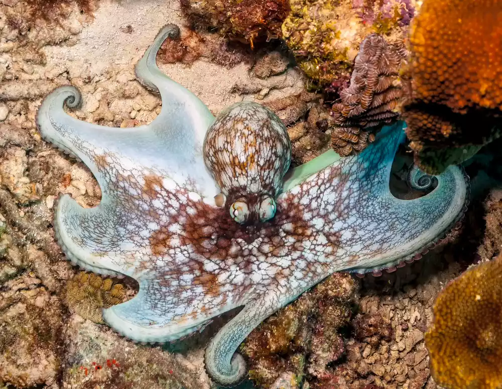 Карибский рифовый осьминог сливается с красочным рифом