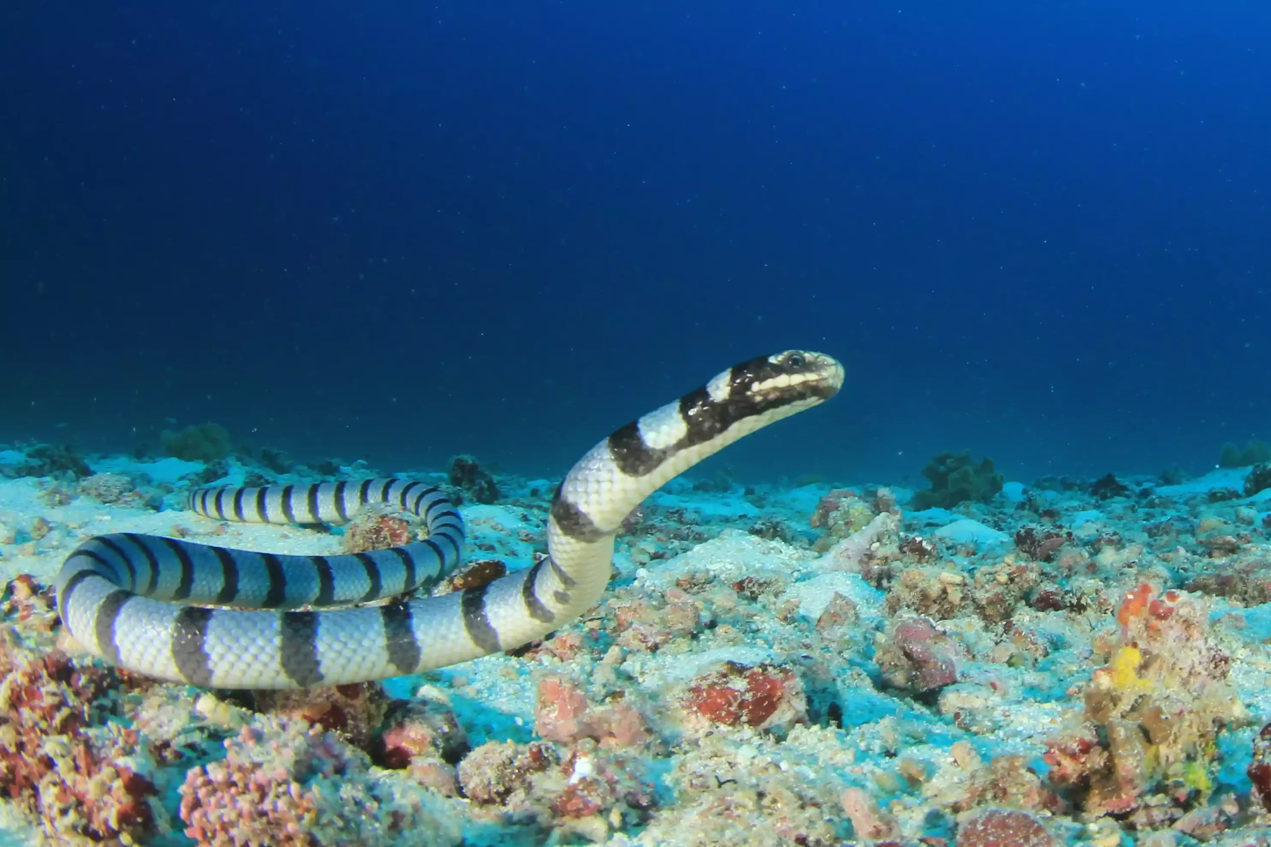 Желтогубый плоскохвост плавает в подводном рифе