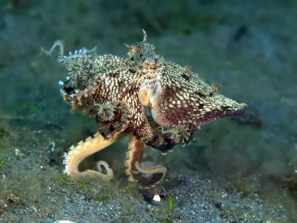 Мимический индонезийский осьминог регулирует свои щупальца, чтобы походить на другое морское животное