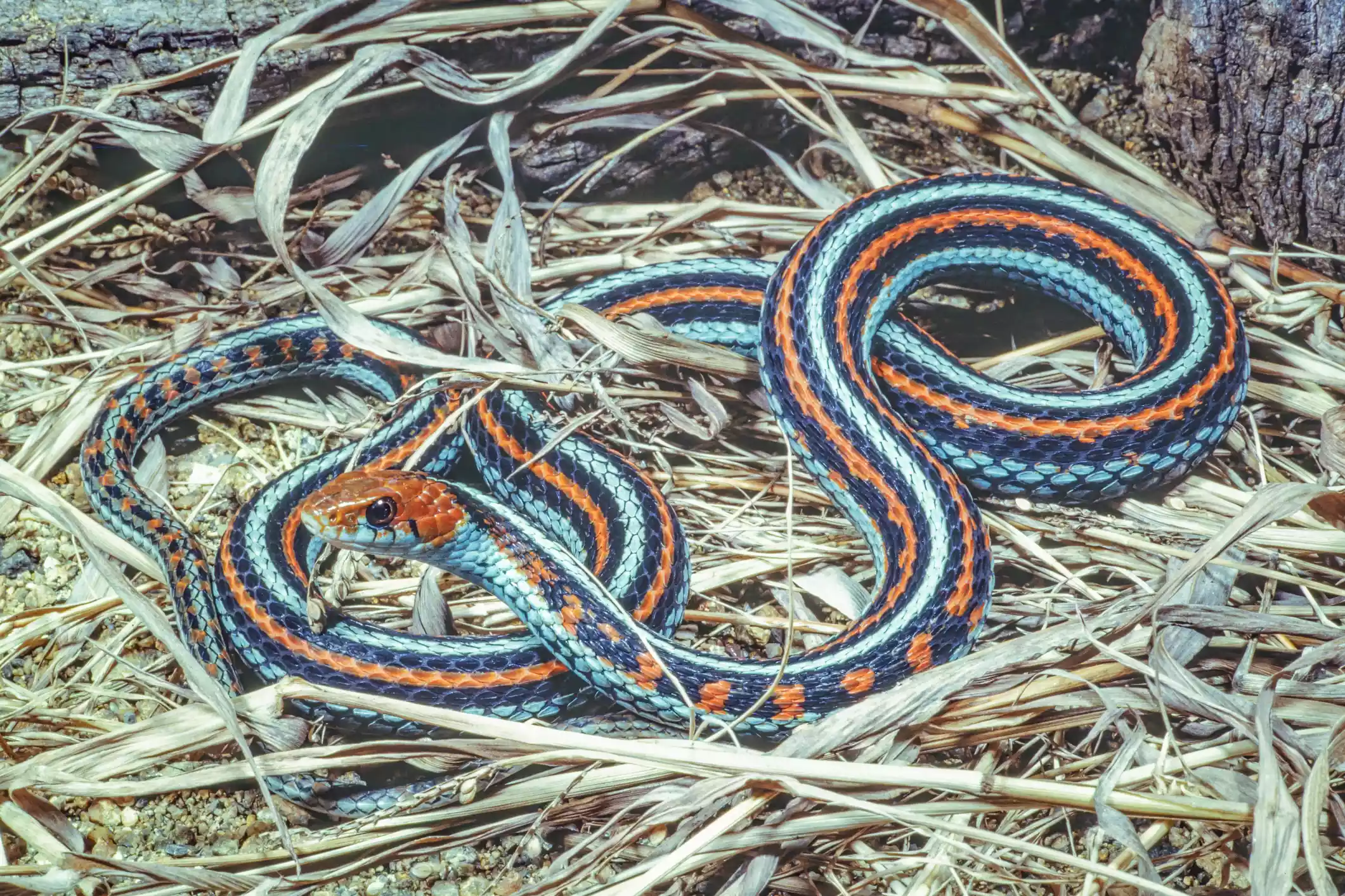 Оранжево-голубая змея с поднятой головой на сене