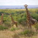 15 Интересных фактов о жирафах