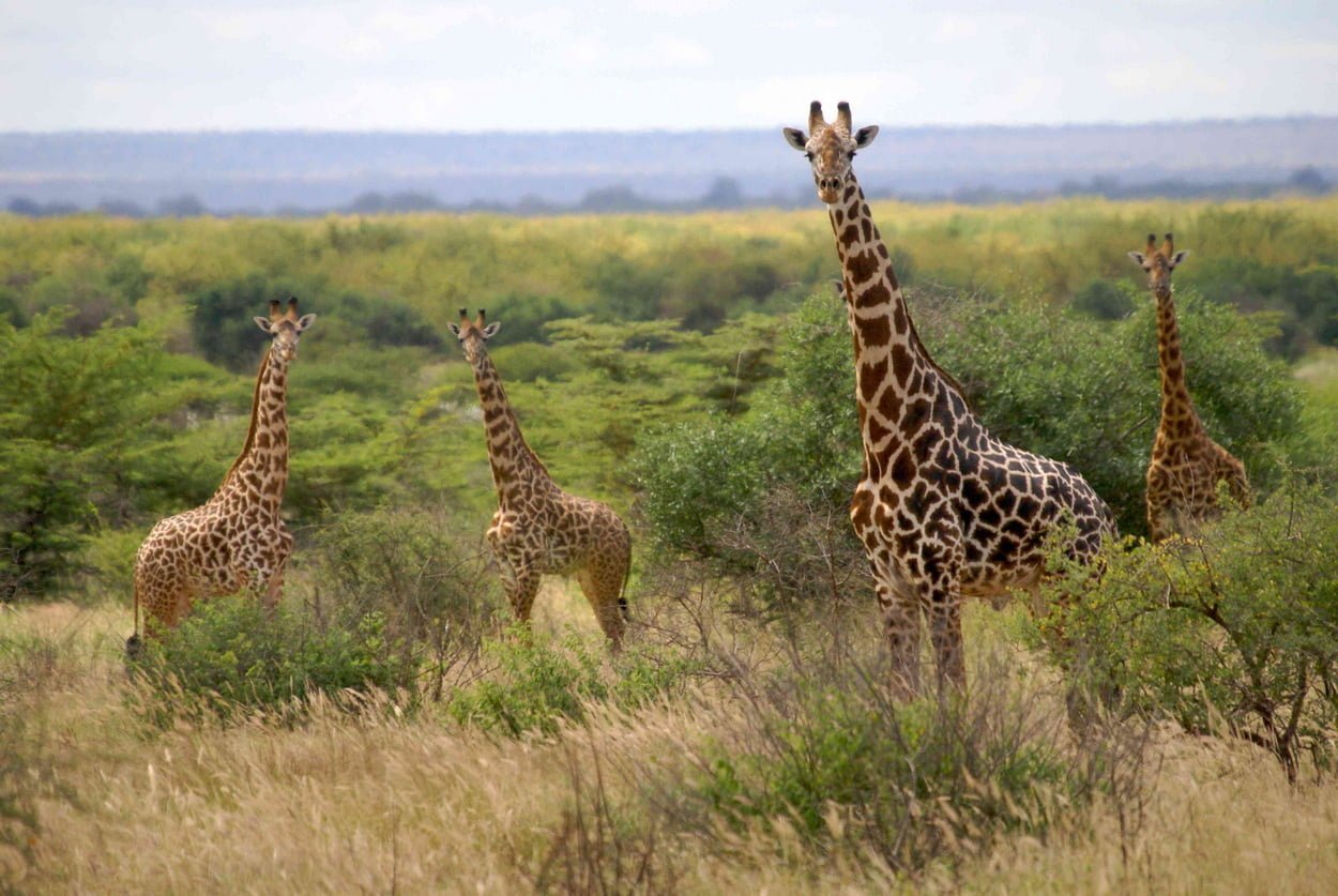 Группа жирафов в национальном парке Мкомази в Танзании