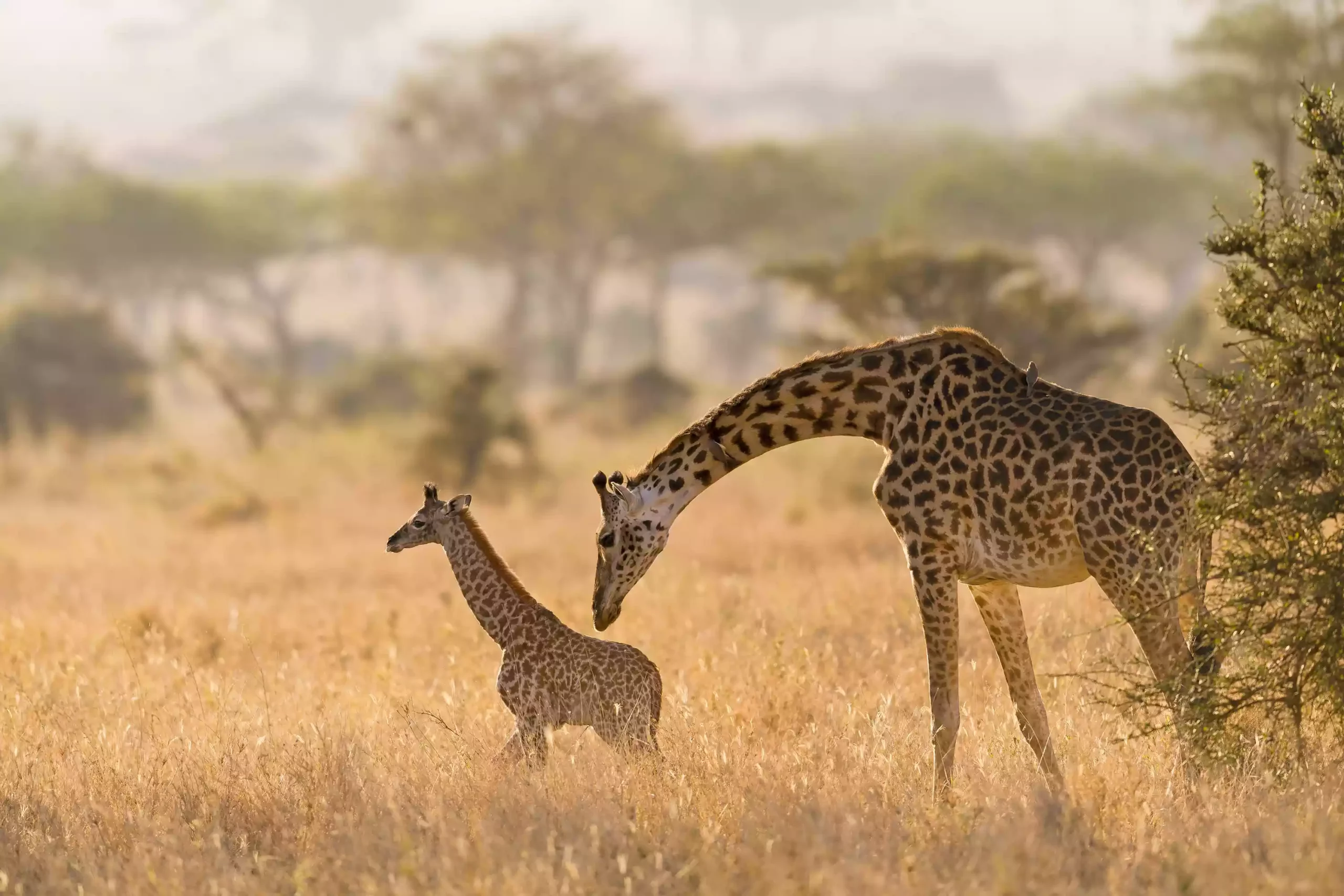Детеныш жирафа и мать в Серенгети