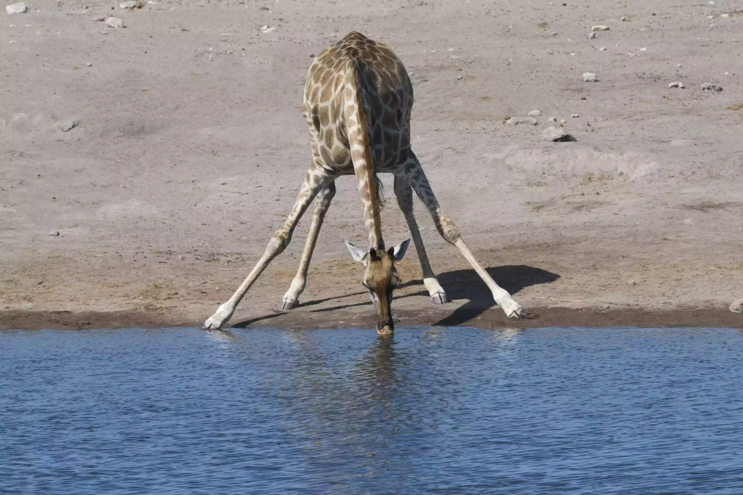 Жираф наклонился, чтобы попить воды