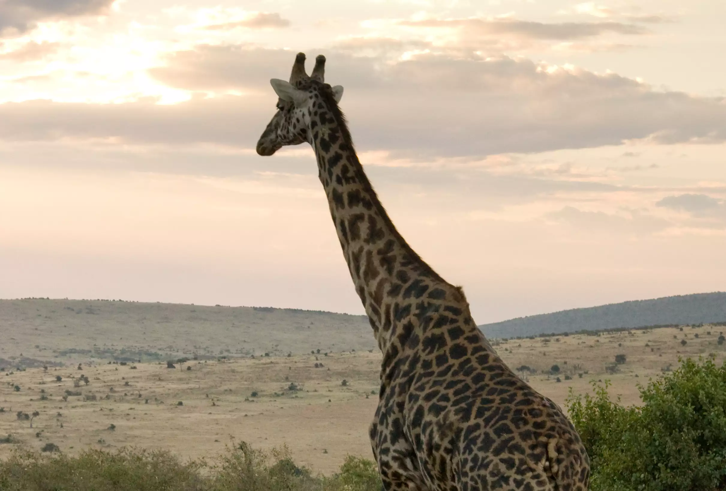 Жираф идет к закату в Кении
