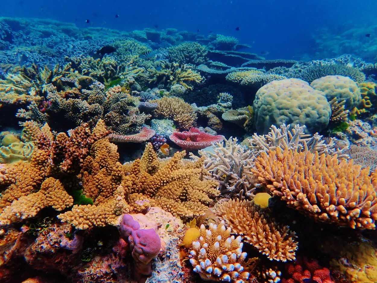 Ленточный риф № 9, Большой Барьерный риф, Австралия