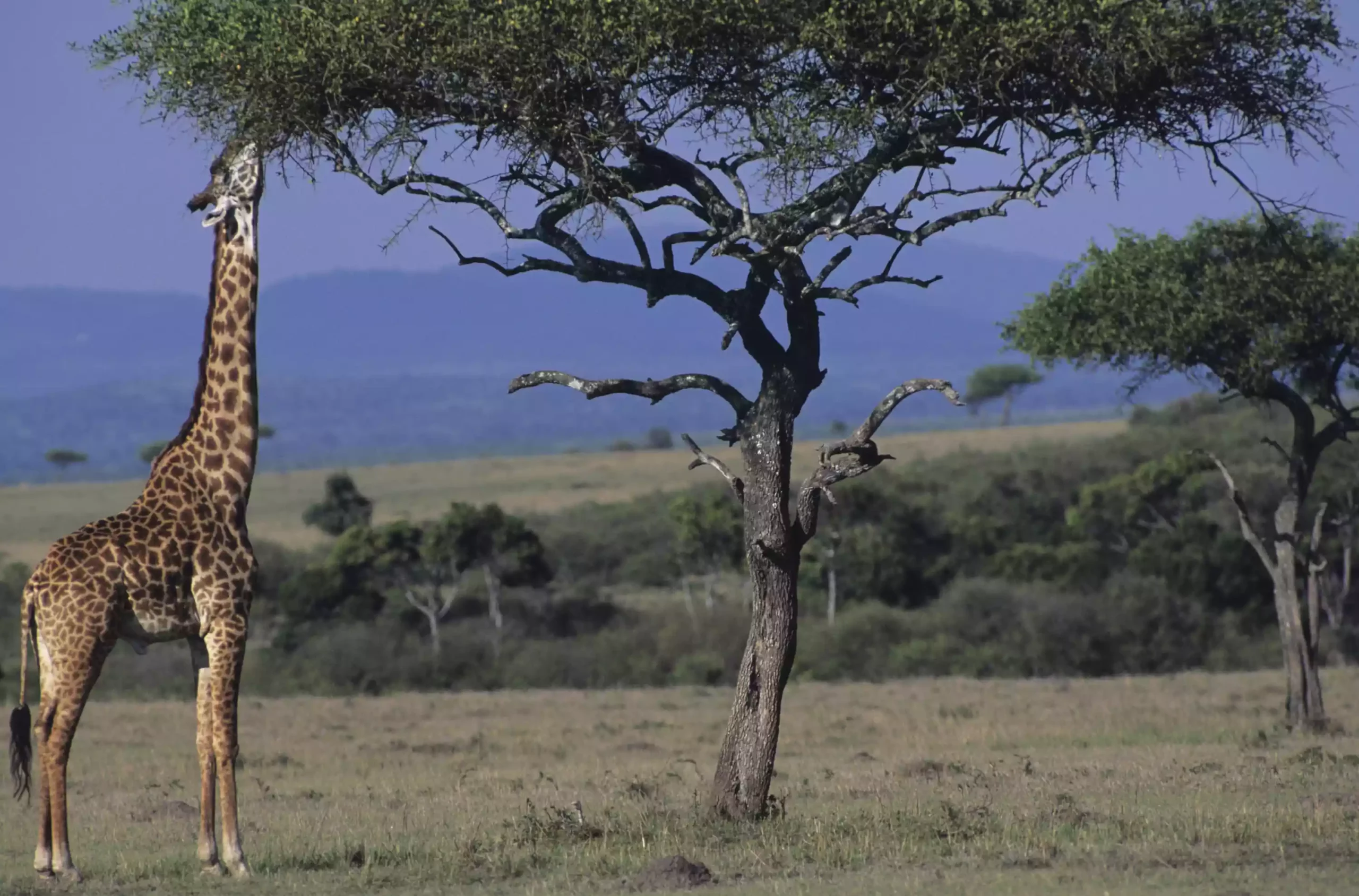 Масайский жираф в Кении тянется, чтобы съесть листву с дерева