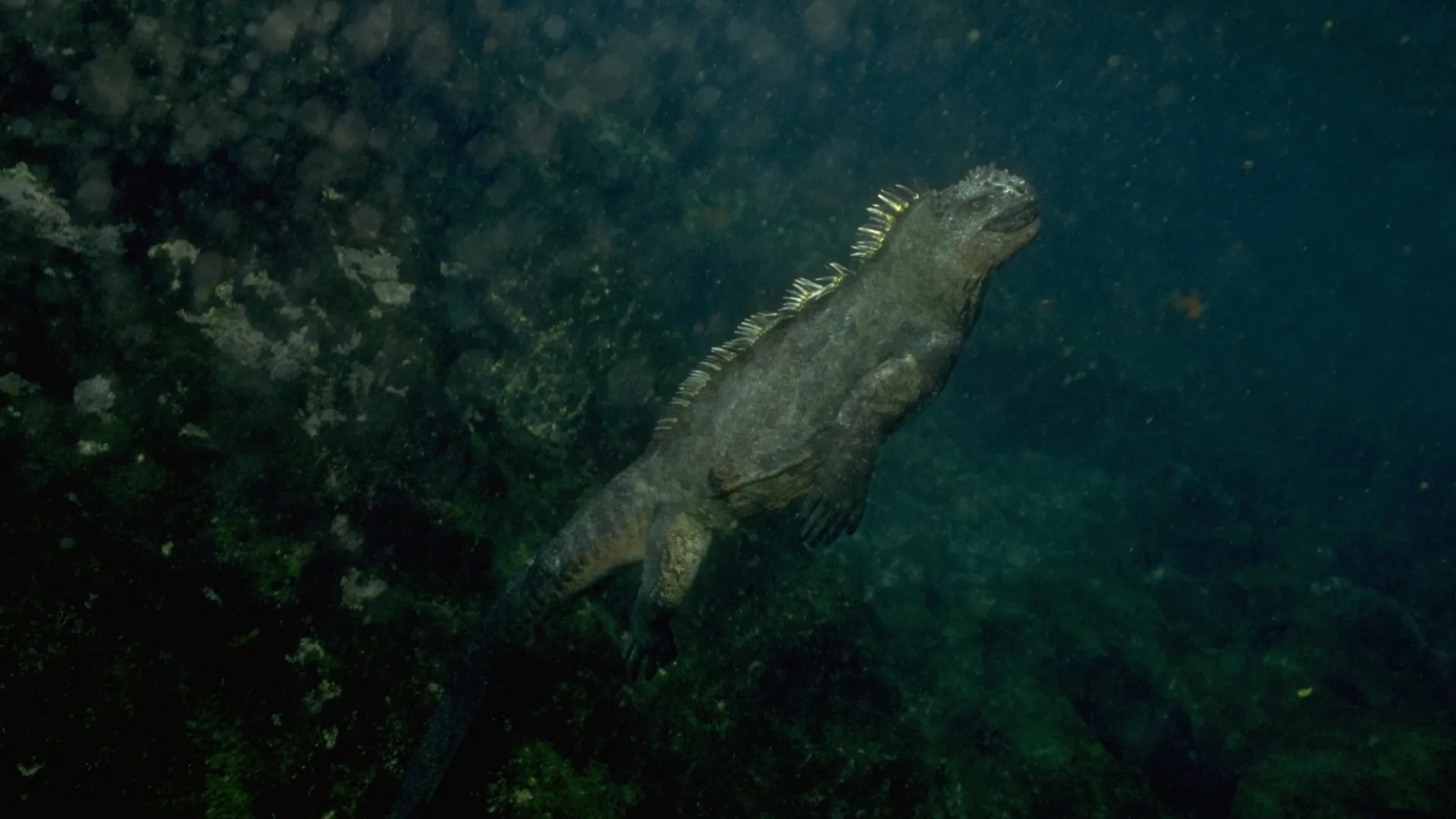 Морская игуана плавает под водой
