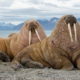 8 Удивительных фактов о моржах