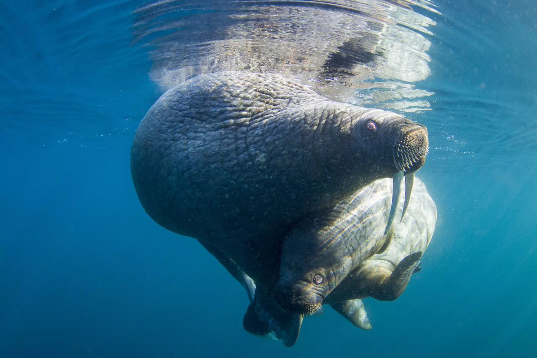 Самка моржа и детеныш плавают вместе под поверхностью воды