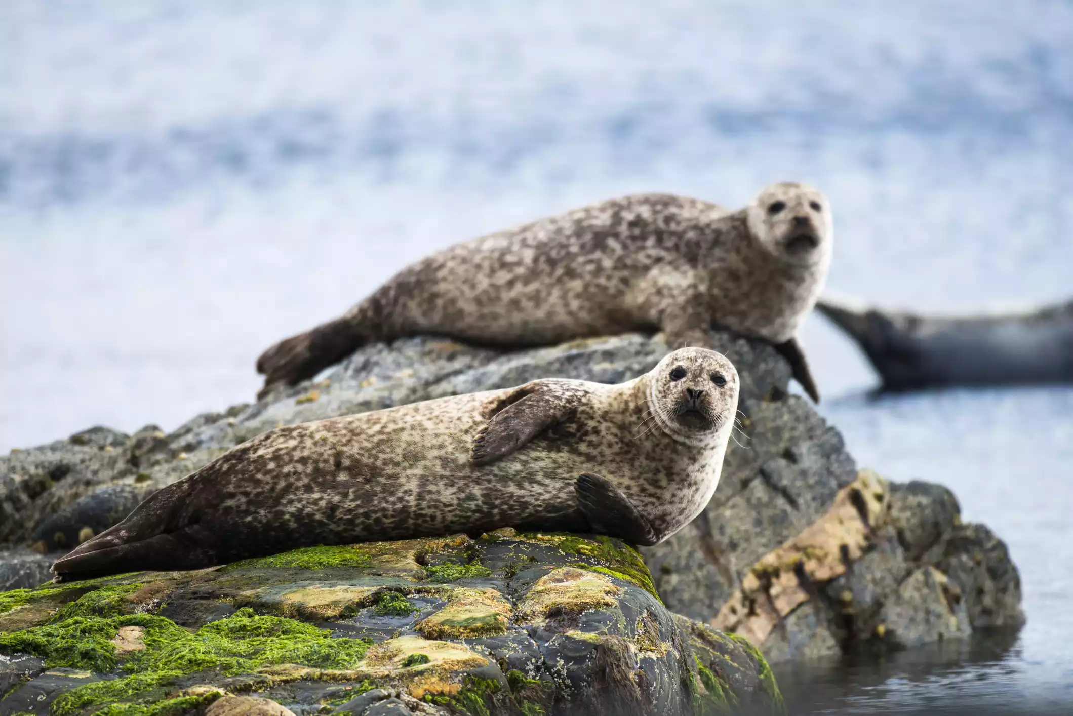Два тюленя отдыхают на прибрежных скалах