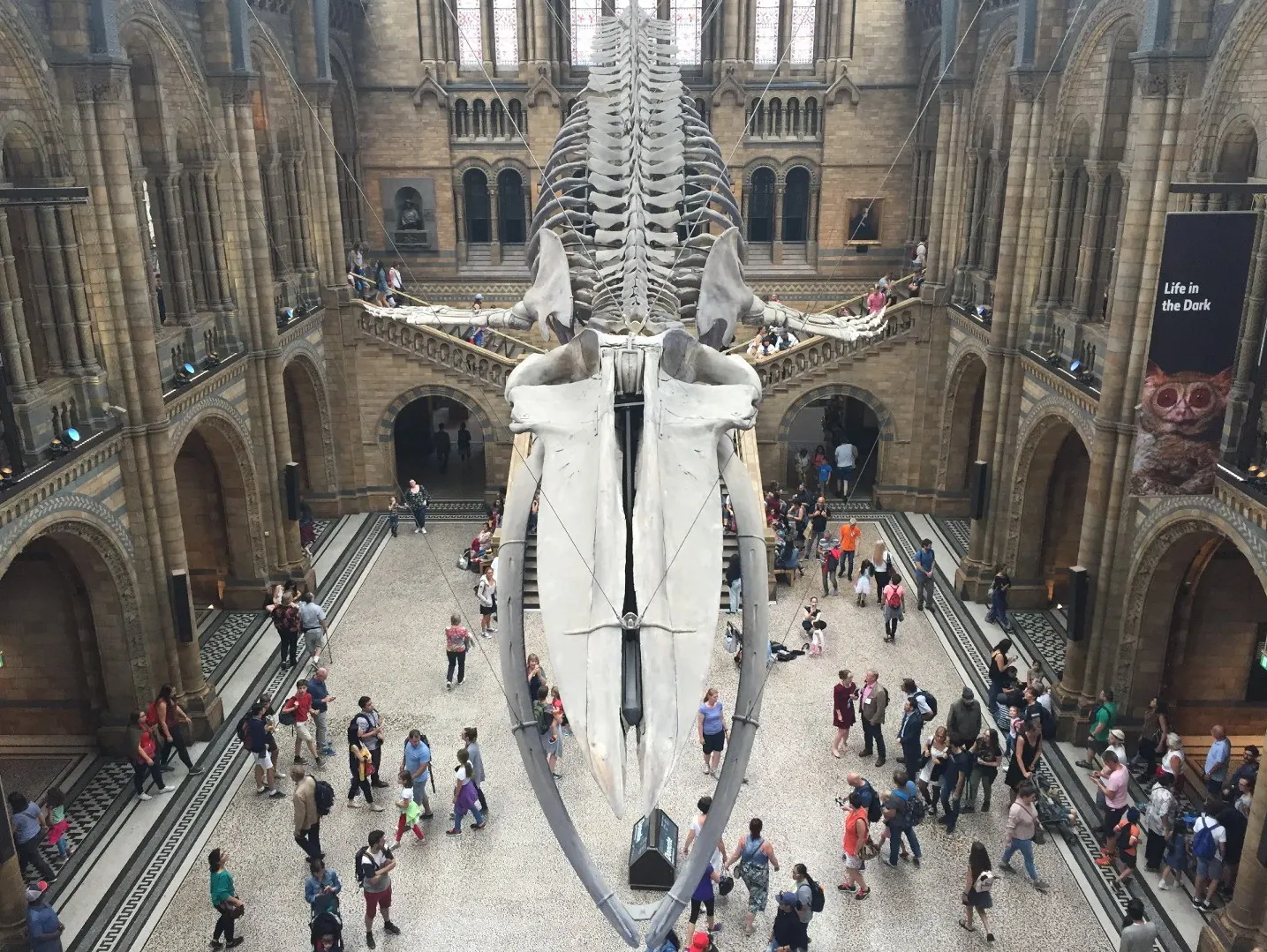 Скелет синего кита в Музее естественной истории (2018 год)
