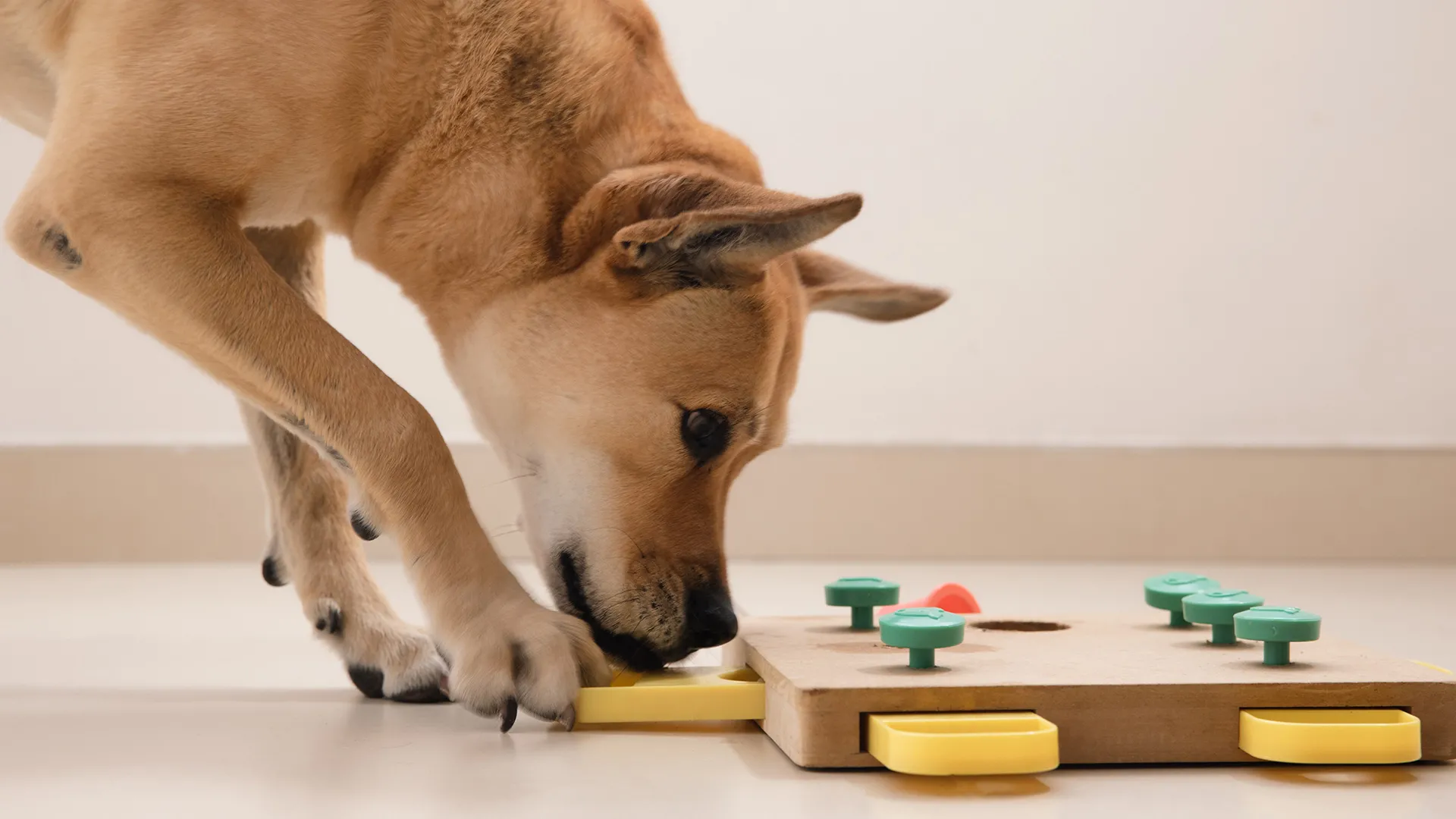 Собака рассматривает головоломку, в которой прячутся сушеные лакомства