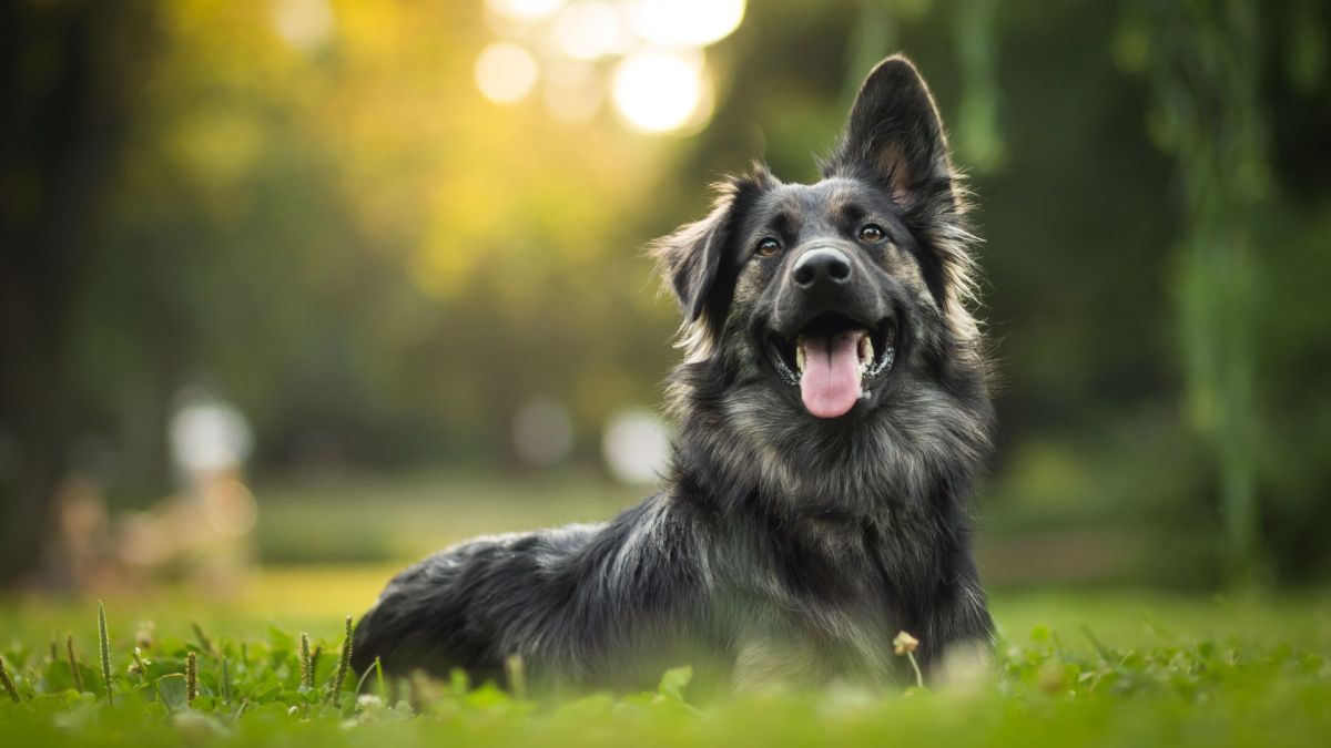 Лохматая черная собака лежит в траве с высунутым языком и приподнятым ухом