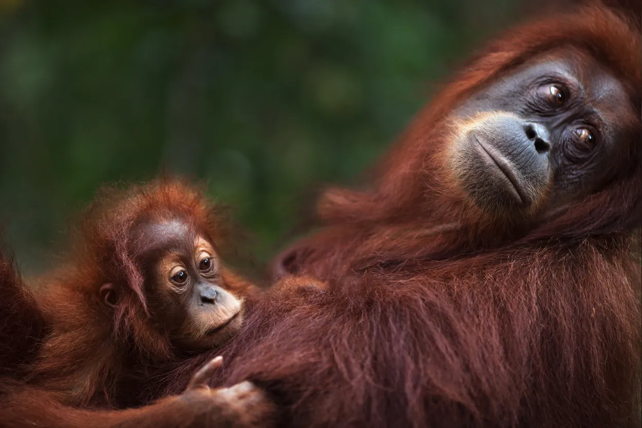 Детеныш суматранского орангутана обнимает свою мать