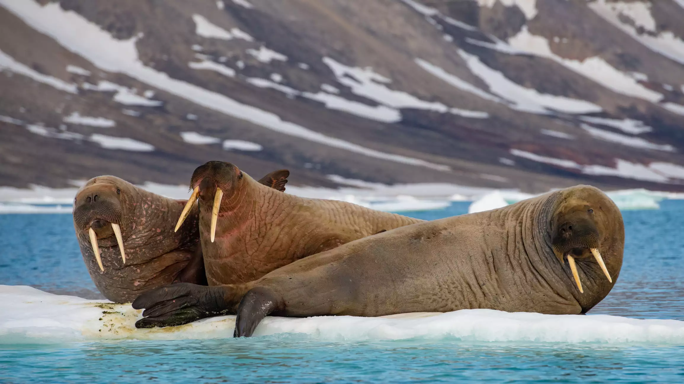 Три моржа лежат на куске морского льда