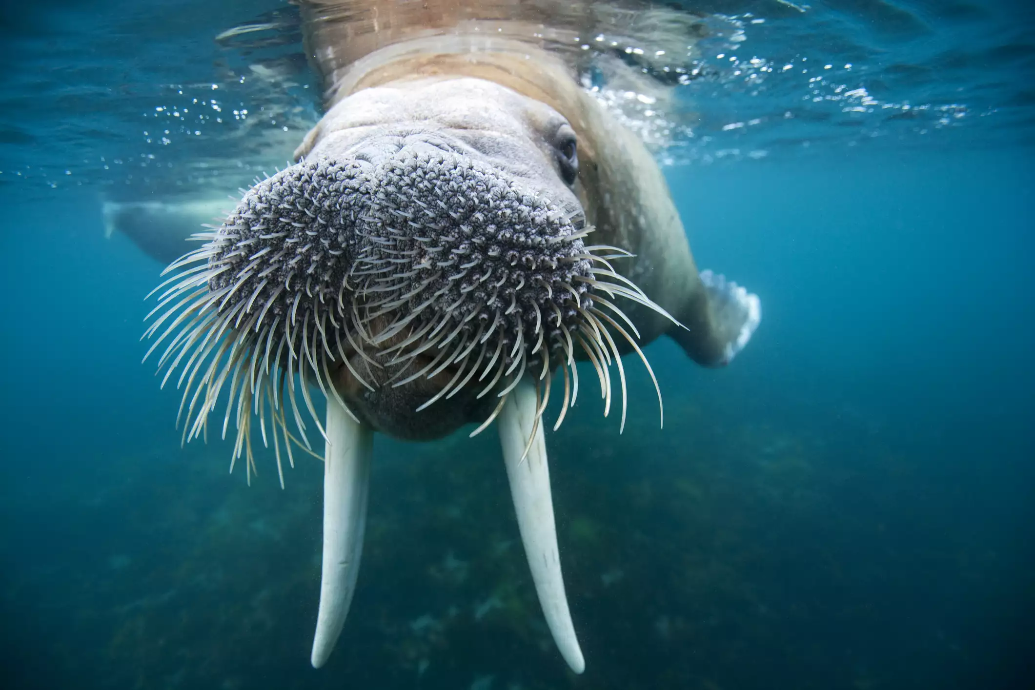 Крупный план моржа под водой с видимыми вибриссами и бивнями
