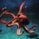 11 Удивительных видов осьминогов