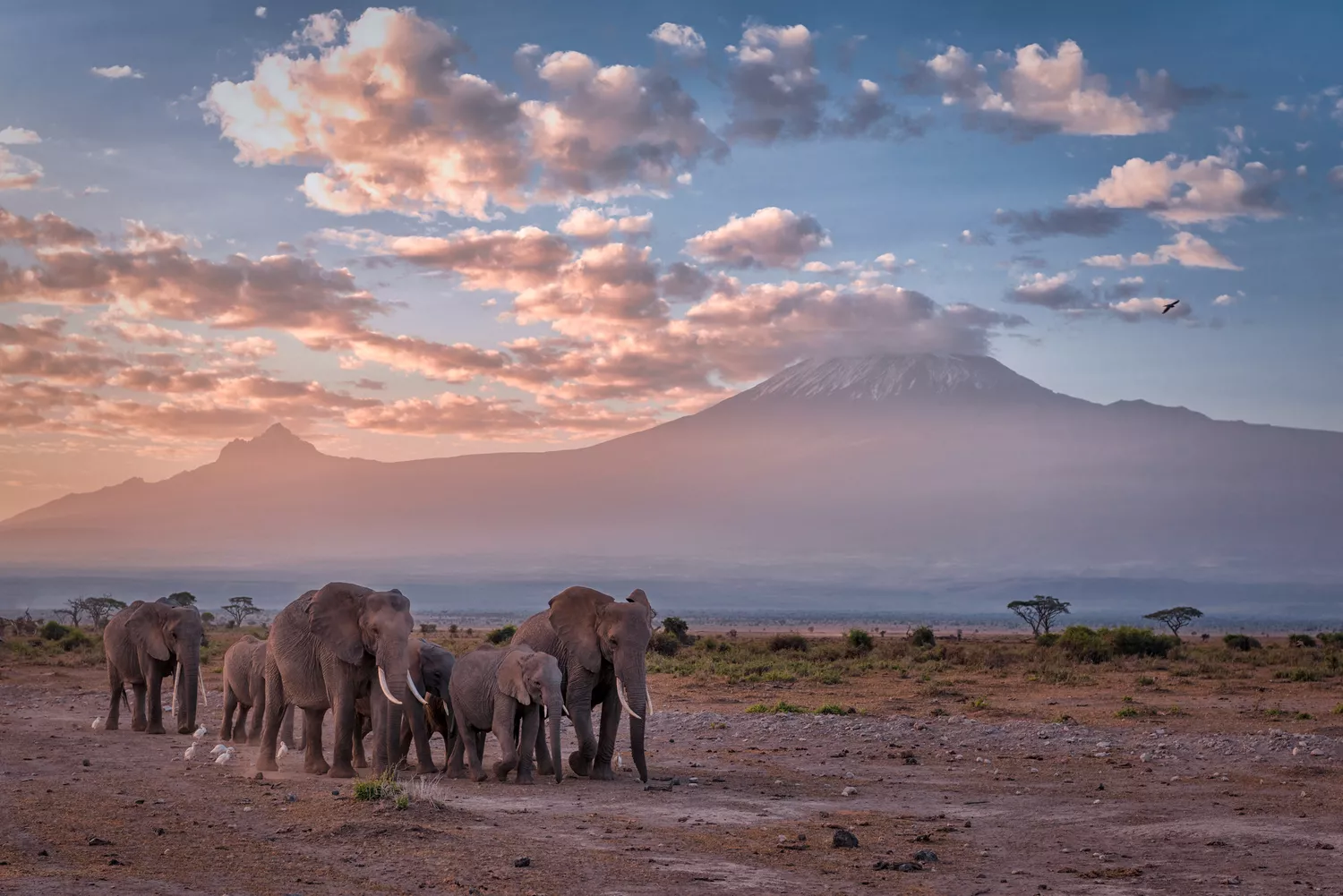 Группа саванных слонов на прогулке с горами на заднем плане