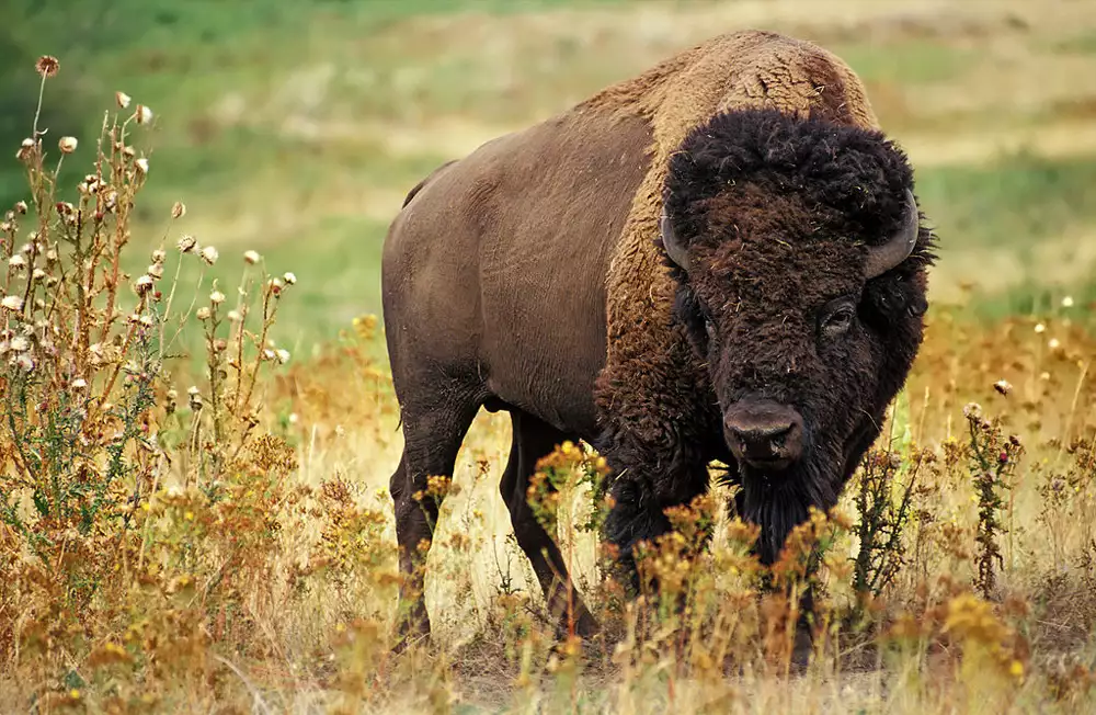 Бизон-самец стоит в траве американских прерий весной