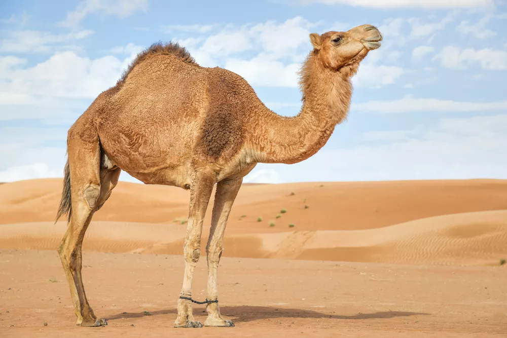 Одногорбый верблюд стоит один в песках пустыни на фоне голубого неба